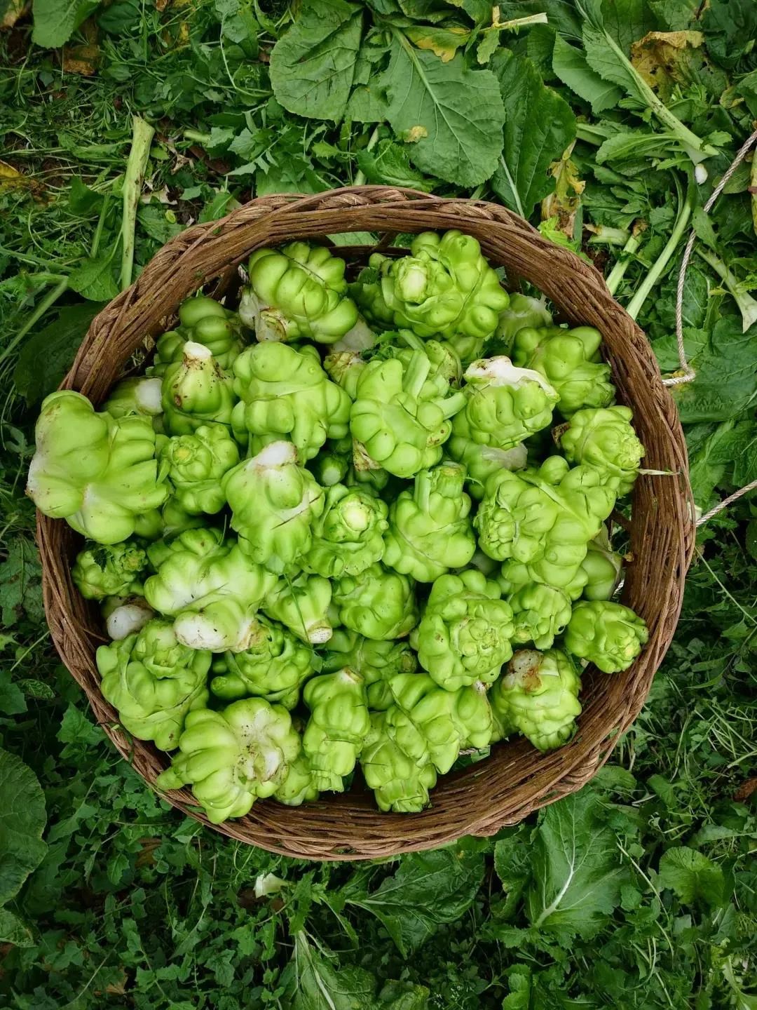 �ƶ�����3118(�й�)�ٷ���վ